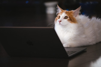 cat126IMGL6511_TP_V.jpg